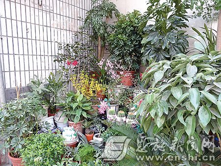 春天来了 州城花卉盆栽俏销